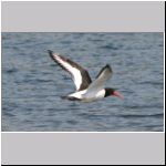 Haematopus ostralegus - Austernfischer 03 Sundermannsee.jpg